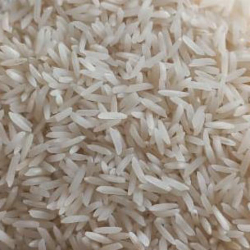 برنج شمشیری یک ساله شمال
